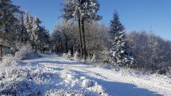 Zdjęcie kolorowe, przedstawiające las zimą.