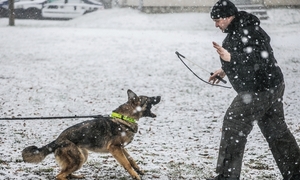 Zdjęcie przedstawiające policjanta oraz psa służbowego.