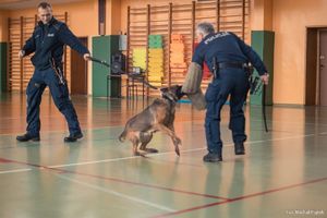 Zdjęcie przedstawiające policjantów oraz psa służbowego w trakcie pokazu.
