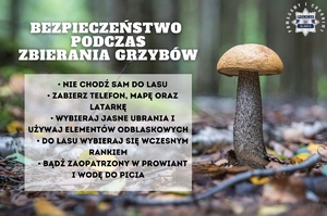 Zdjęcie grzyba w lesie.