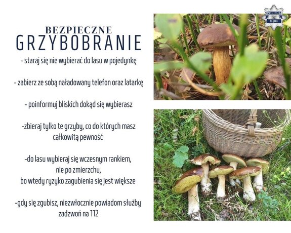 Zdjęcia grzybów.